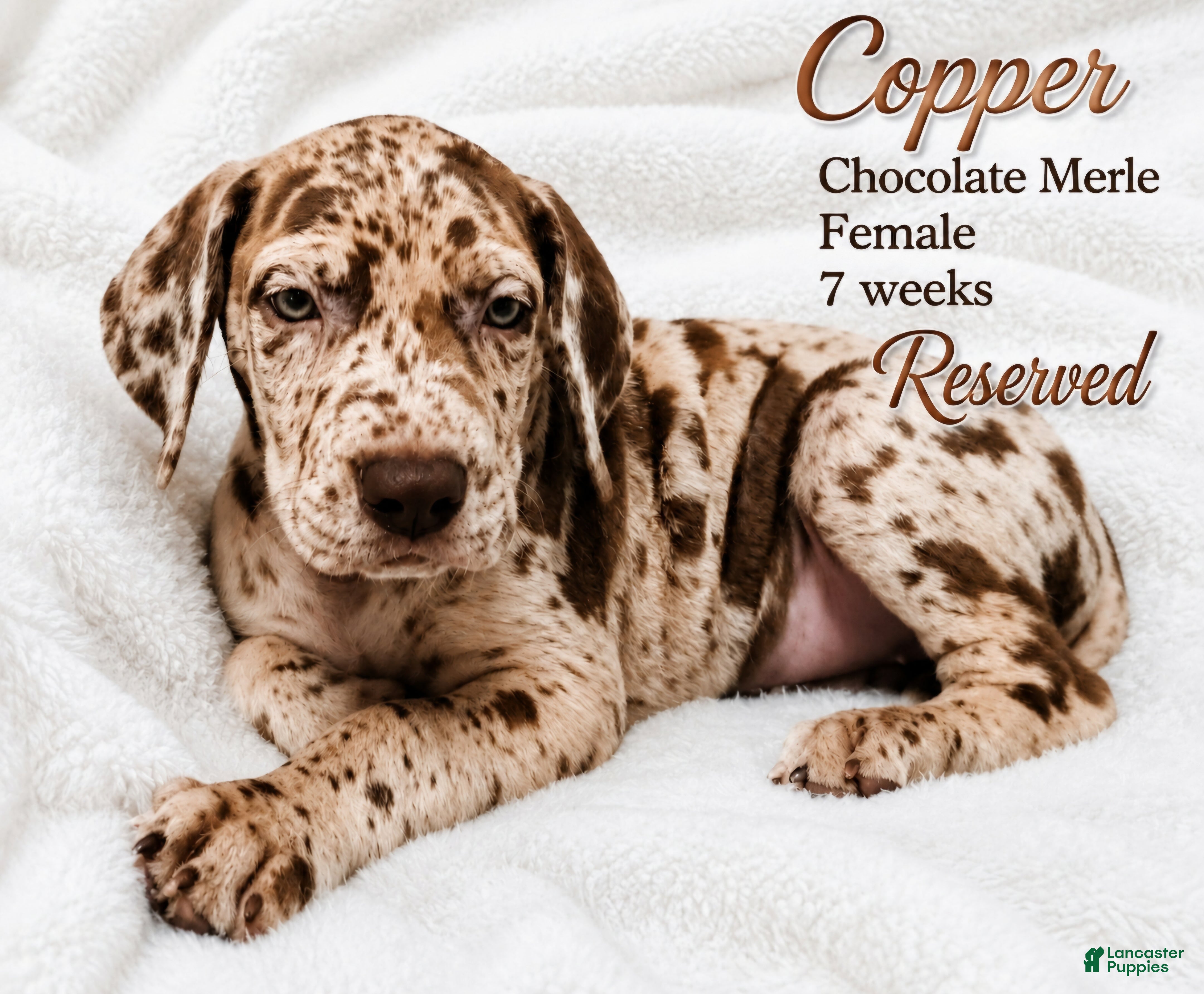 Great Dane dogs Copper - Ad 17