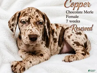 Great Dane dogs Copper - Ad 17