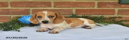 Miniature Dachshund dogs for sale: Jubilee - Ad 5