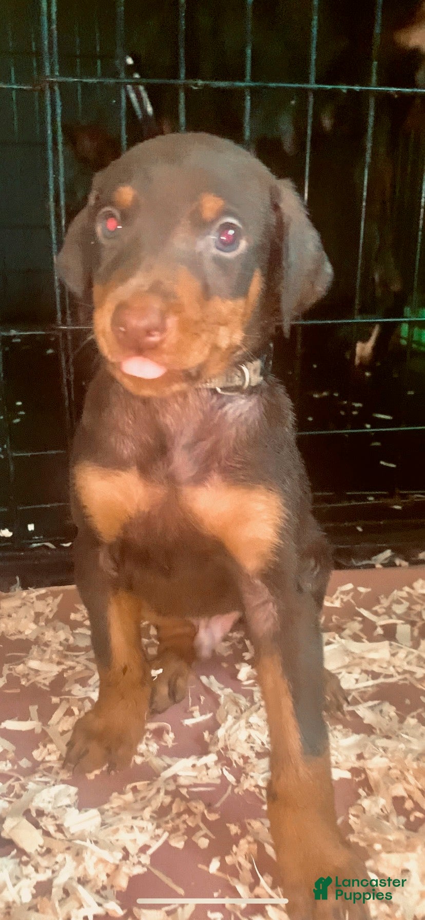 Doberman Pinscher dogs Gray Collar  - Ad 1