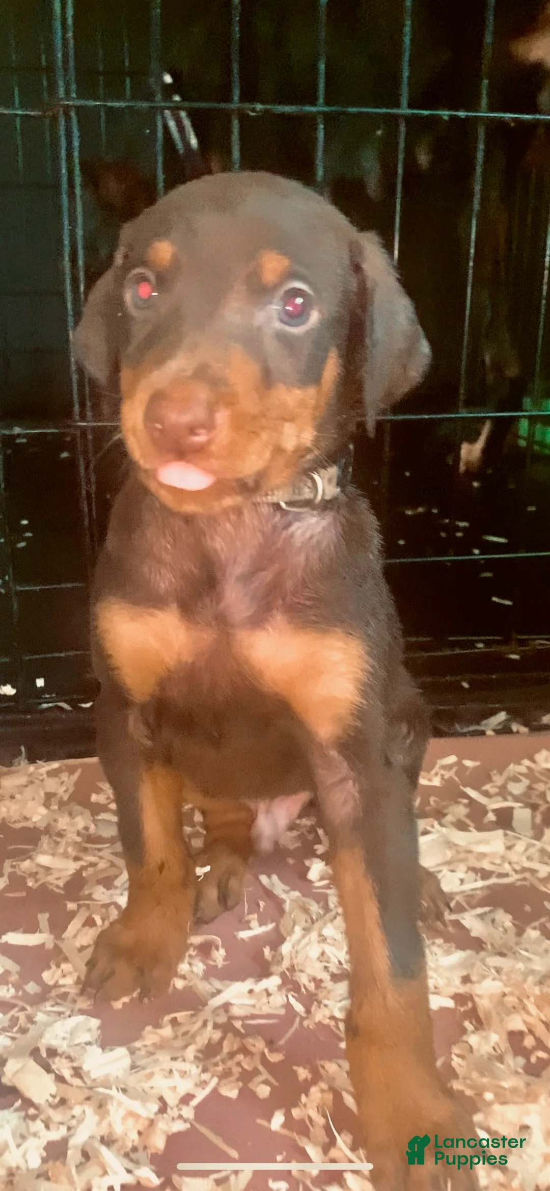 Doberman Pinscher dogs for sale: Gray Collar  - Ad 1