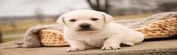 Labrador Retriever dogs for sale: Shebah - Ad 5