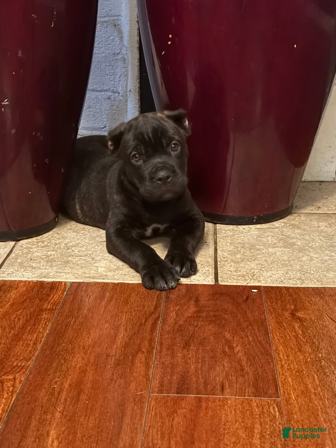 Cane Corso dogs for sale: Curry - Ad 6