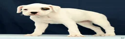 Boxer dogs for sale: Tessie - Ad 3