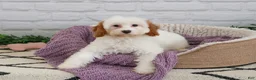 Cavapoo dogs for sale: Emerald  - Ad 3