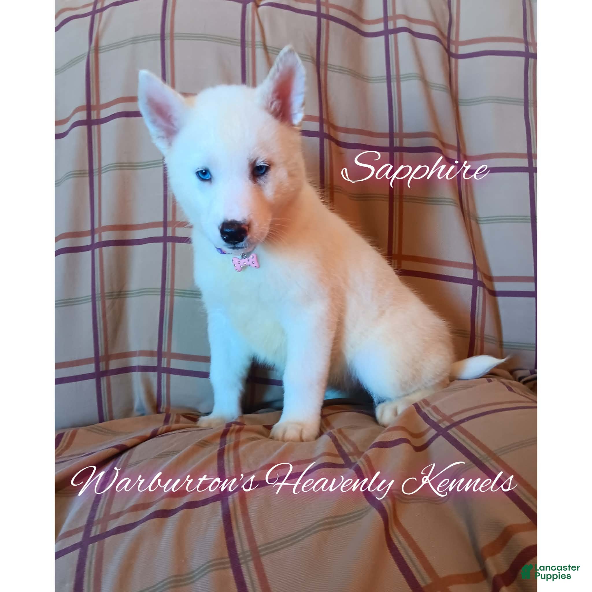 Siberian Husky dogs Siberian Husky Puppy 2 - Ad 16