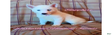 Siberian Husky Puppy 2