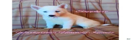 Siberian Husky dogs for sale: Siberian Husky Puppy 2 - Ad 1