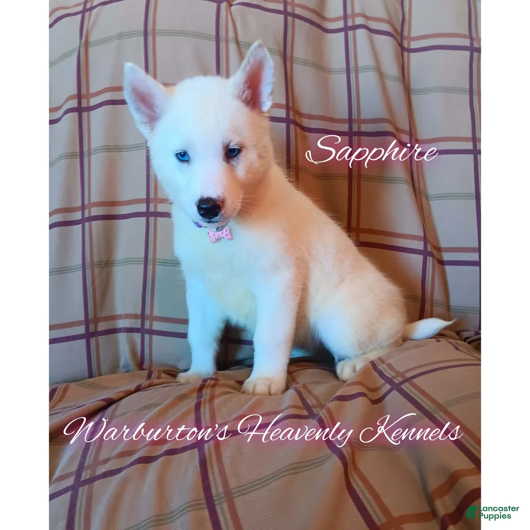 Siberian Husky dogs for sale: Siberian Husky Puppy 2 - Ad 1