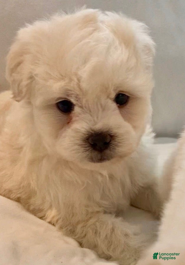 Maltipoo dogs Champ - Ad 27