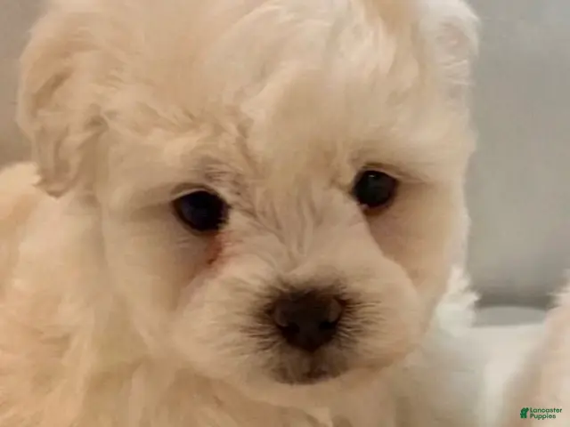 Maltipoo dogs for sale: Champ - Ad 5