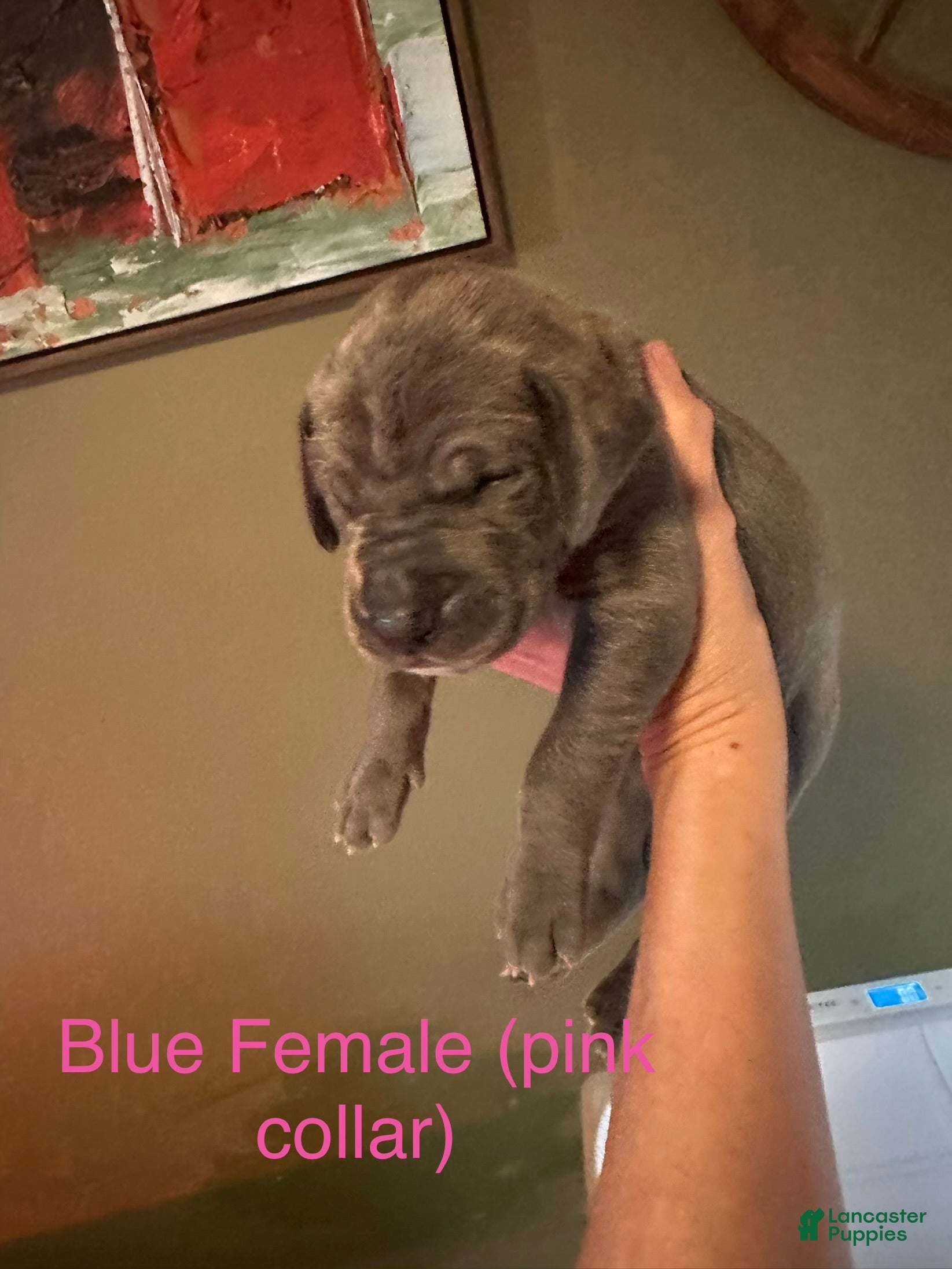 Great Dane dogs Great Dane 6 - Ad 8