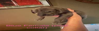 Great Dane 6