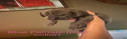 Great Dane dogs for sale: Great Dane 6 - Ad 1