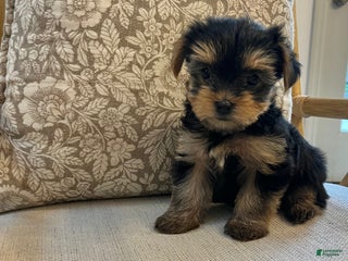 Yorkiepoo dogs - Ad 33