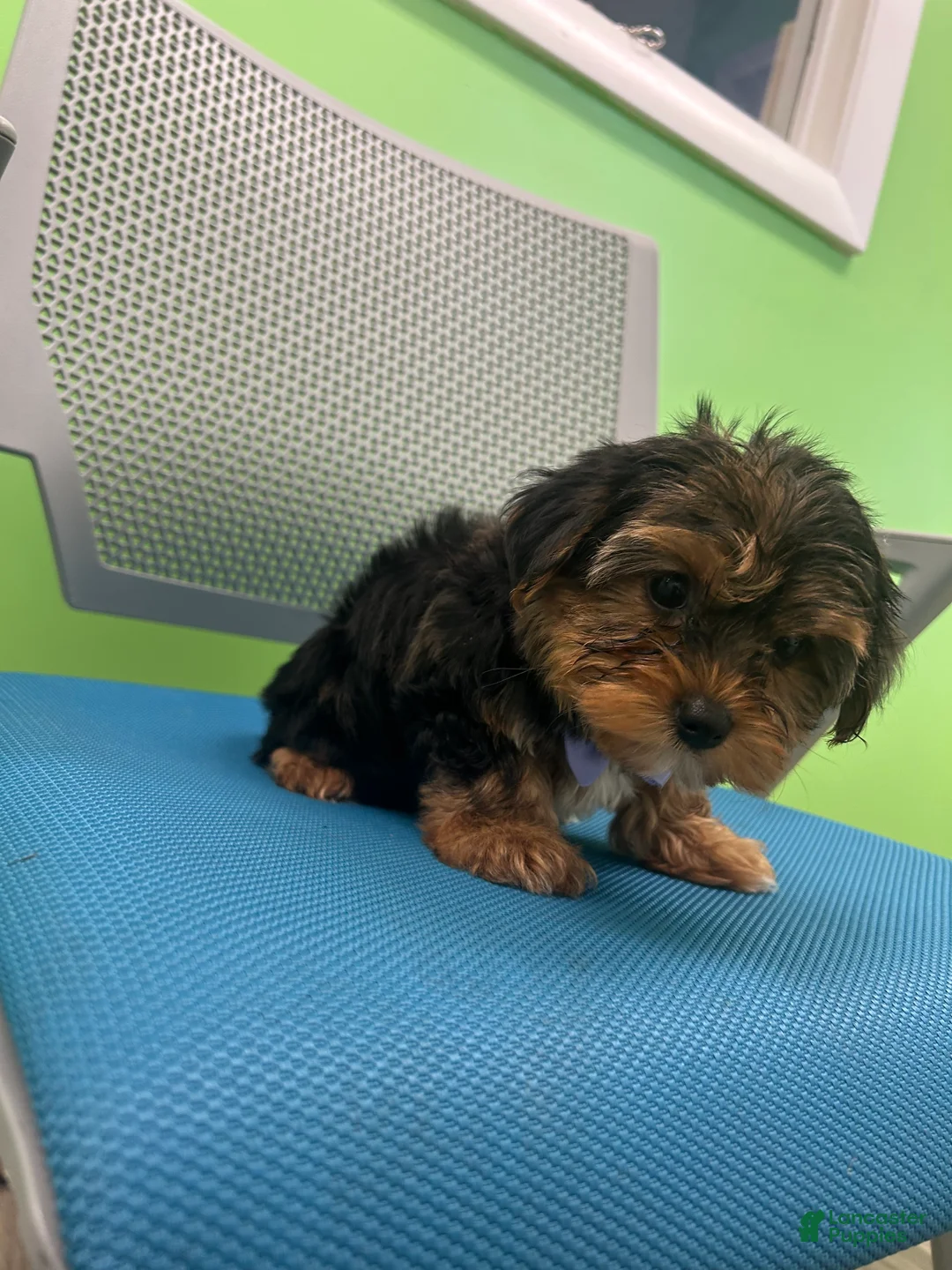 Yorkshire Terrier dogs for sale: Yorkshire Terrier Puppy 2 - Ad 5