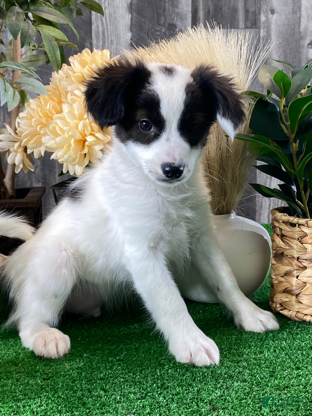 Papillon dogs for sale: Riley  - Ad 2