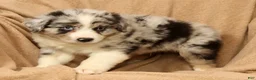 Miniature Australian Shepherd dogs for sale: Max - Ad 9