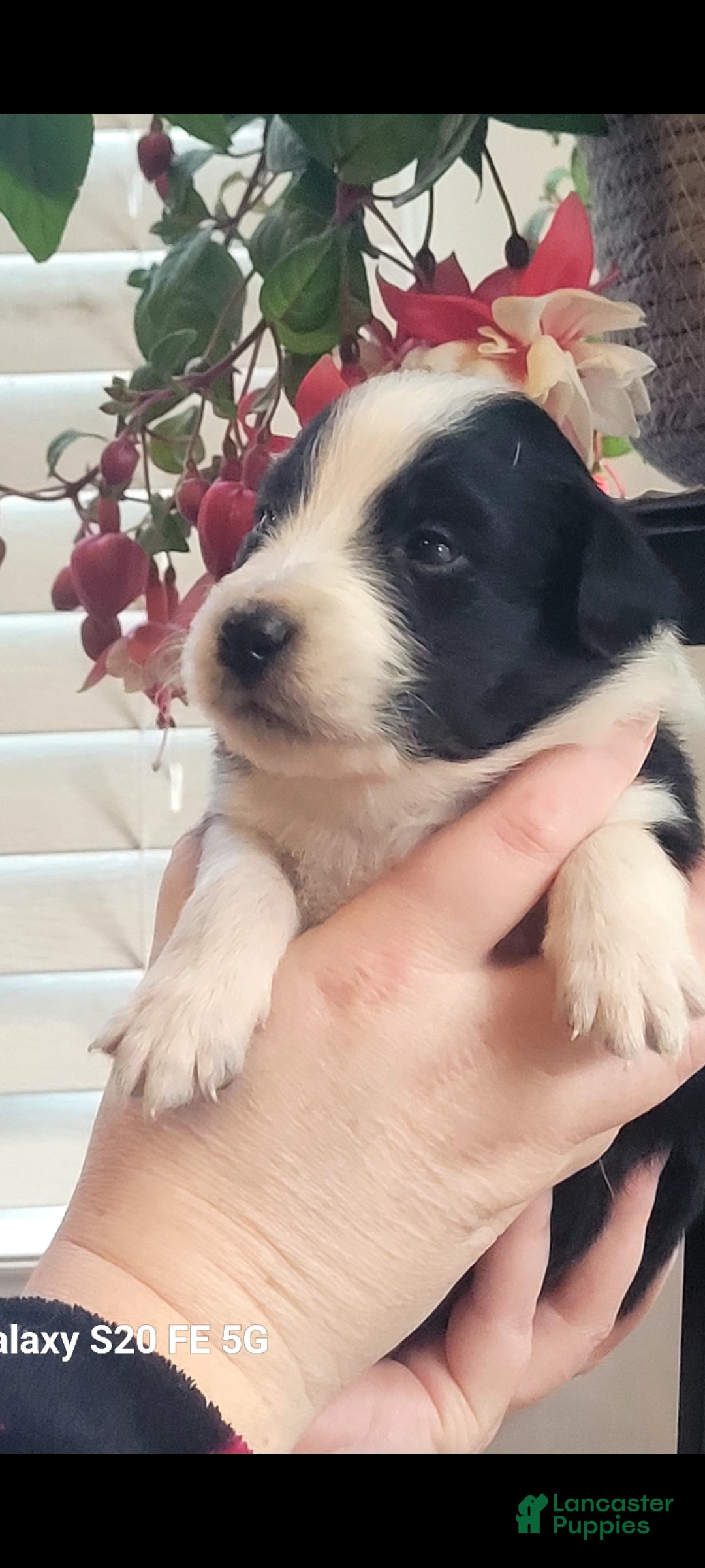 Australian Shepherd dogs Australian Shepherd Puppy 4 - Ad 24