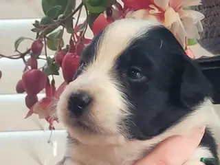 Australian Shepherd dogs Australian Shepherd Puppy 4 - Ad 24
