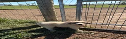 Great Pyrenees dogs for sale: Great Pyrenees Puppy 1 - Ad 4
