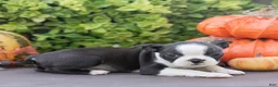 Boston Terrier dogs for sale: Jillian Boston Terrier  - Ad 6