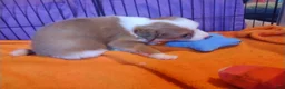 Mixed Breed dogs for sale: Nathan - Ad 3