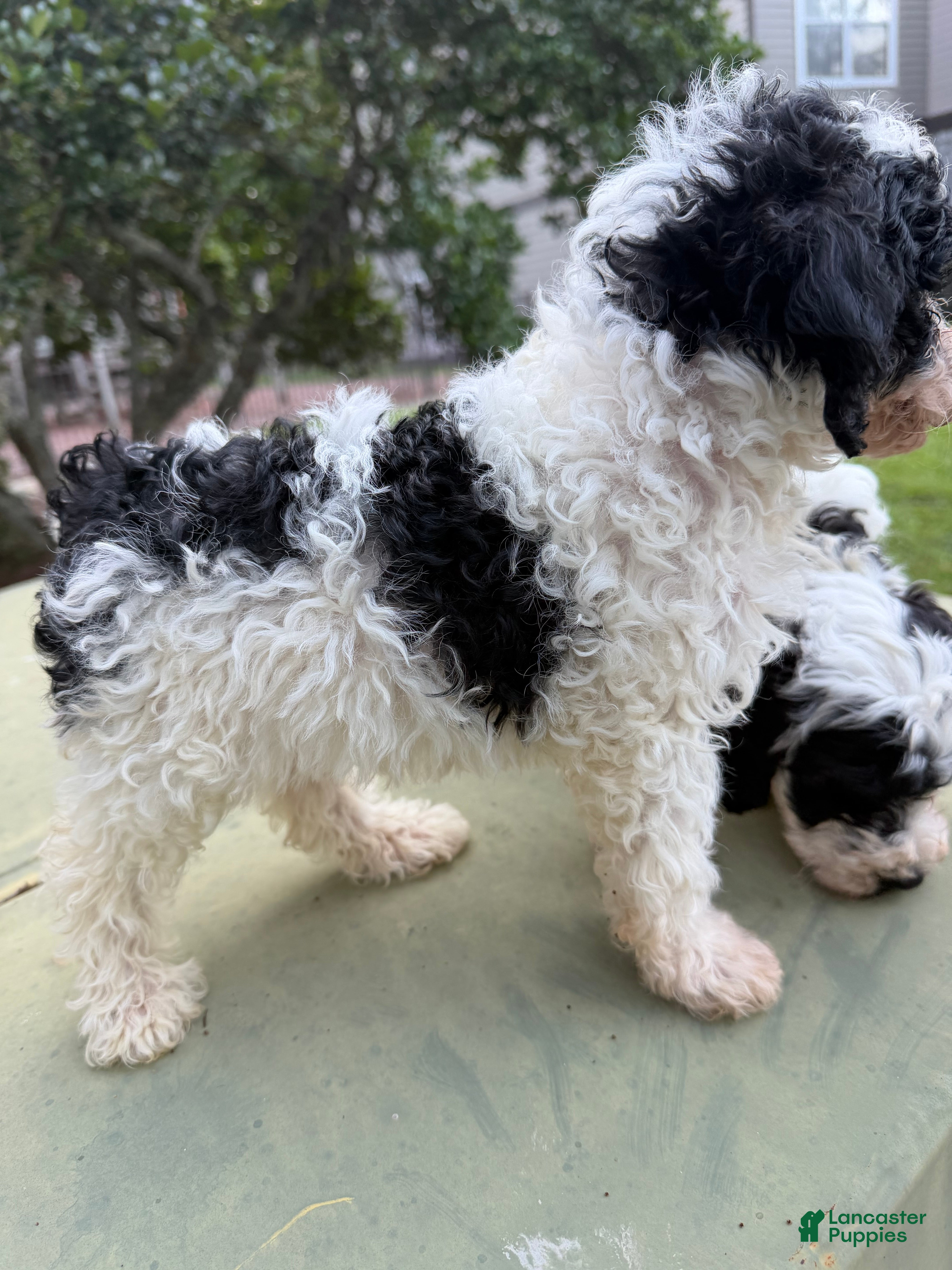 Cavapoo dogs Cavapoo Puppy 2 - Ad 28