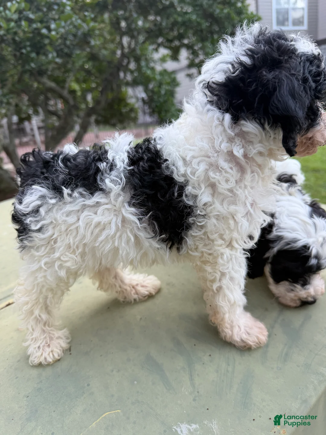 Cavapoo dogs for sale: Cavapoo Puppy 2 - Ad 1