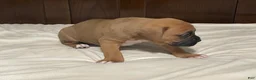 Boxer dogs for sale: Big Boy - Ad 8