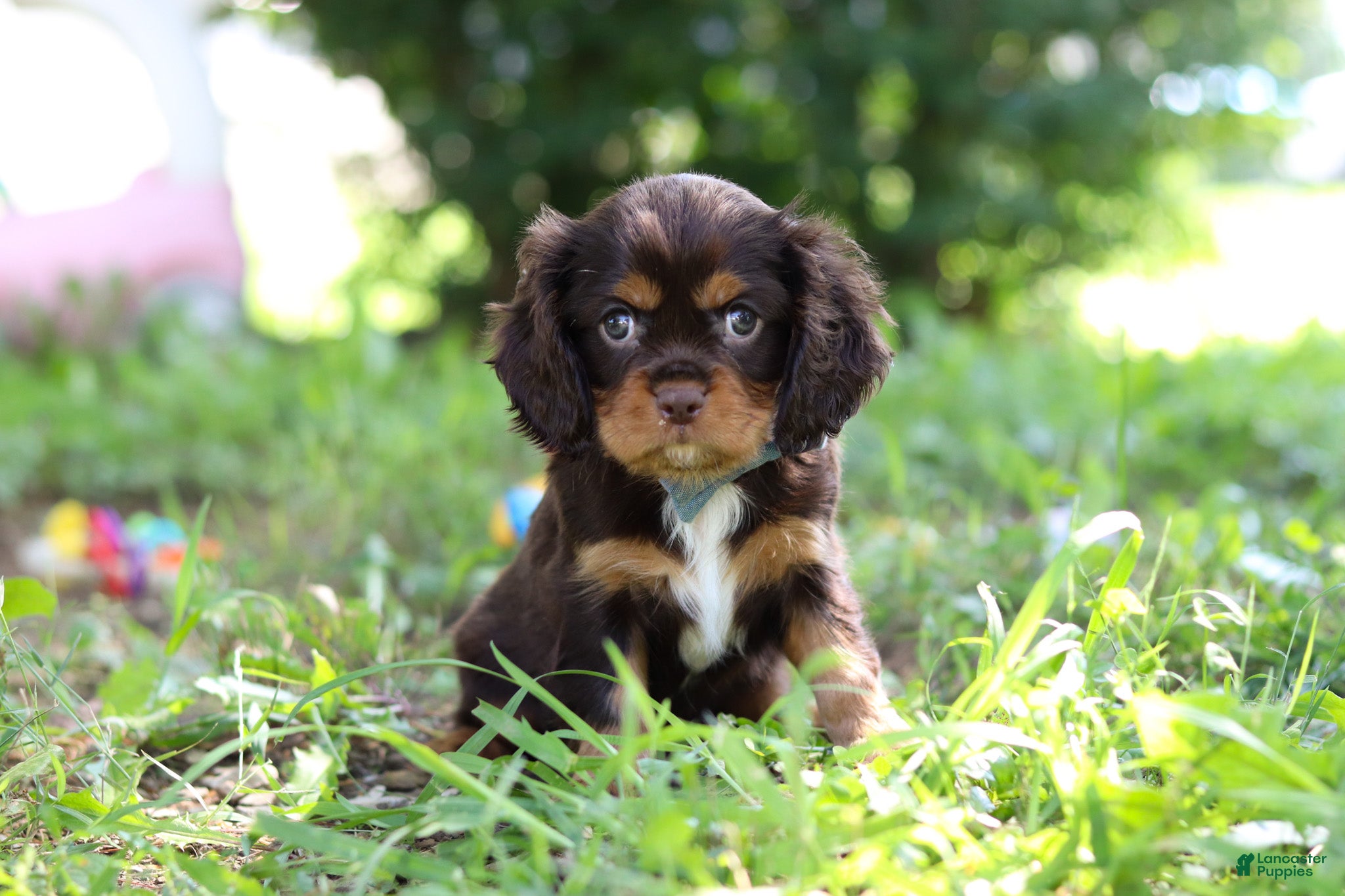 Cavalier King Charles Spaniel dogs Mudslide - Ad 2