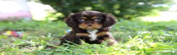 Cavalier King Charles Spaniel dogs for sale: Mudslide - Ad 2