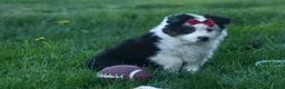 Australian Shepherd dogs for sale: MINNIE - Ad 19