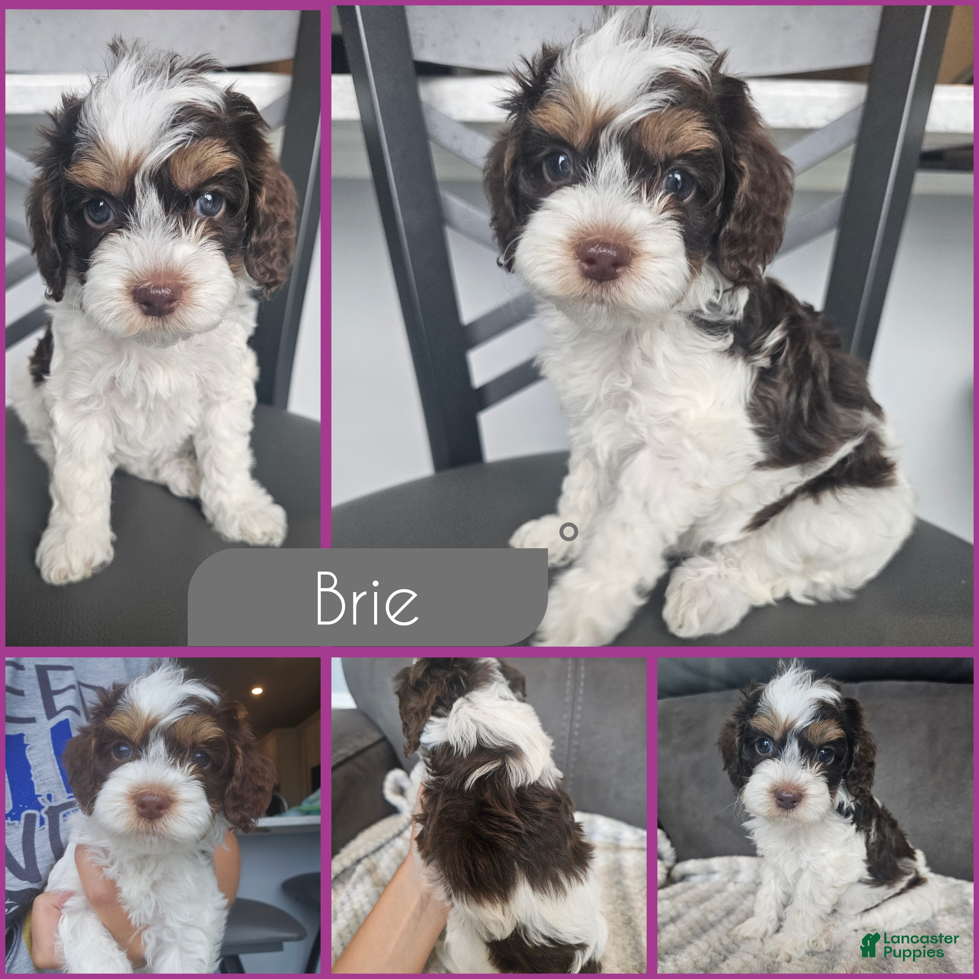 Cockapoo dogs Brie - Ad 1