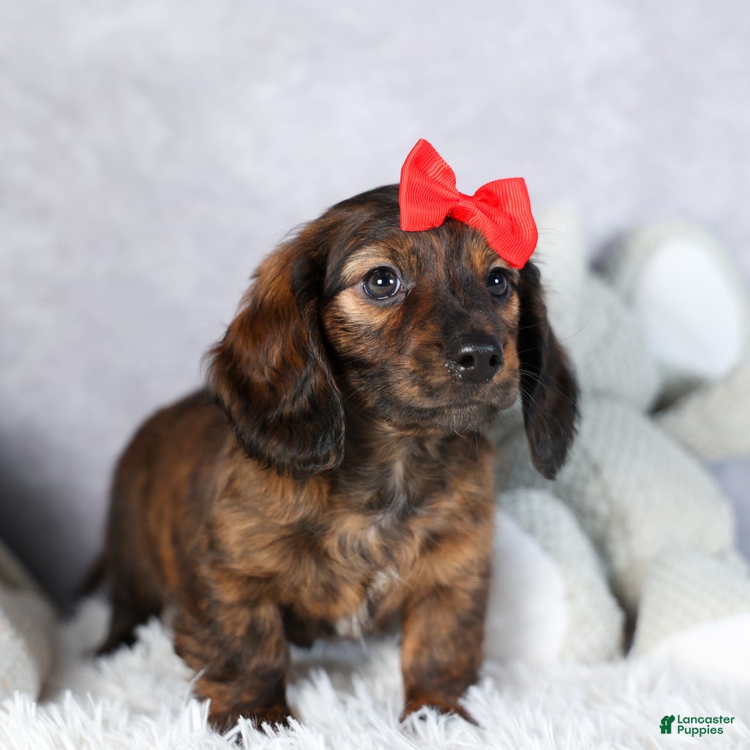Miniature Dachshund dogs for sale: Felix - Ad 14