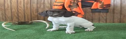 German Shorthaired Pointer dogs for sale: Tassle - Ad 5