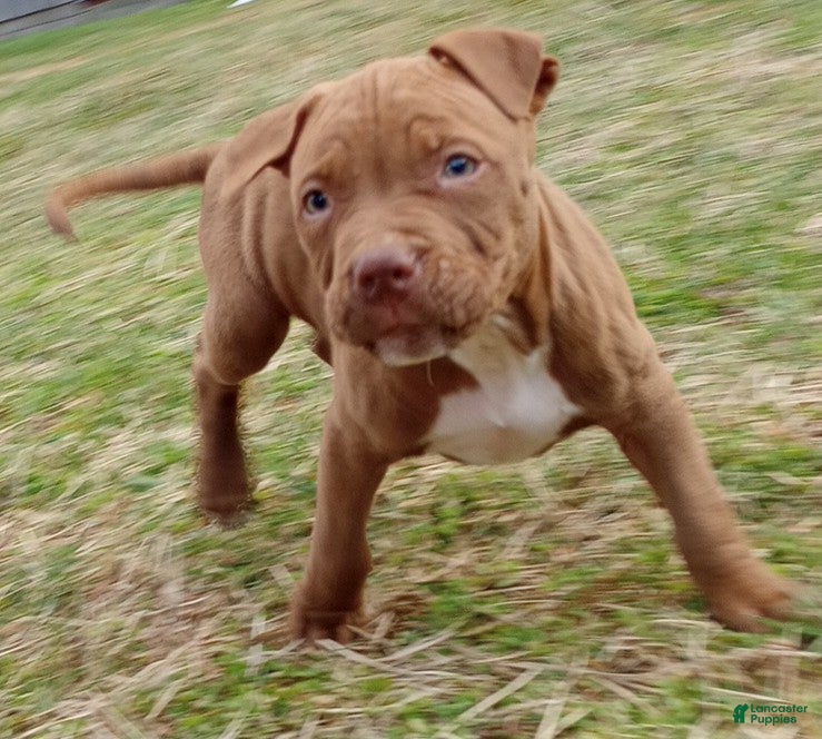 American Bully dogs Jax Forrest - Ad 21