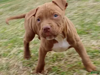 American Bully dogs Jax Forrest - Ad 21