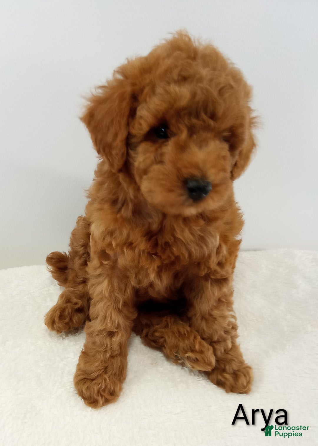 Toy Poodle dogs for sale: Arya - AKC  - Ad 1