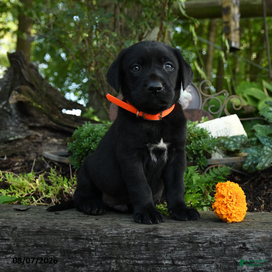 Labrador Retriever dogs Timmy - Ad 1