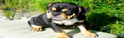 English Bulldog dogs for sale: Beckham Male - Ad 1