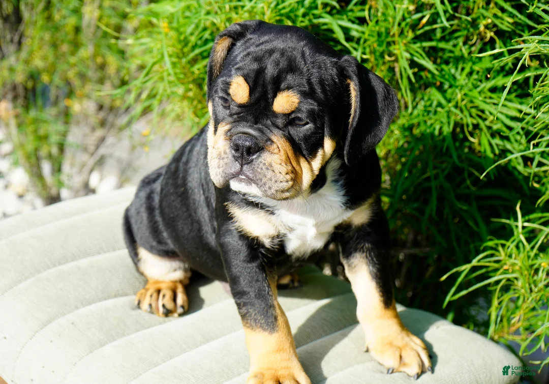 English Bulldog dogs for sale: Beckham Male - Ad 1