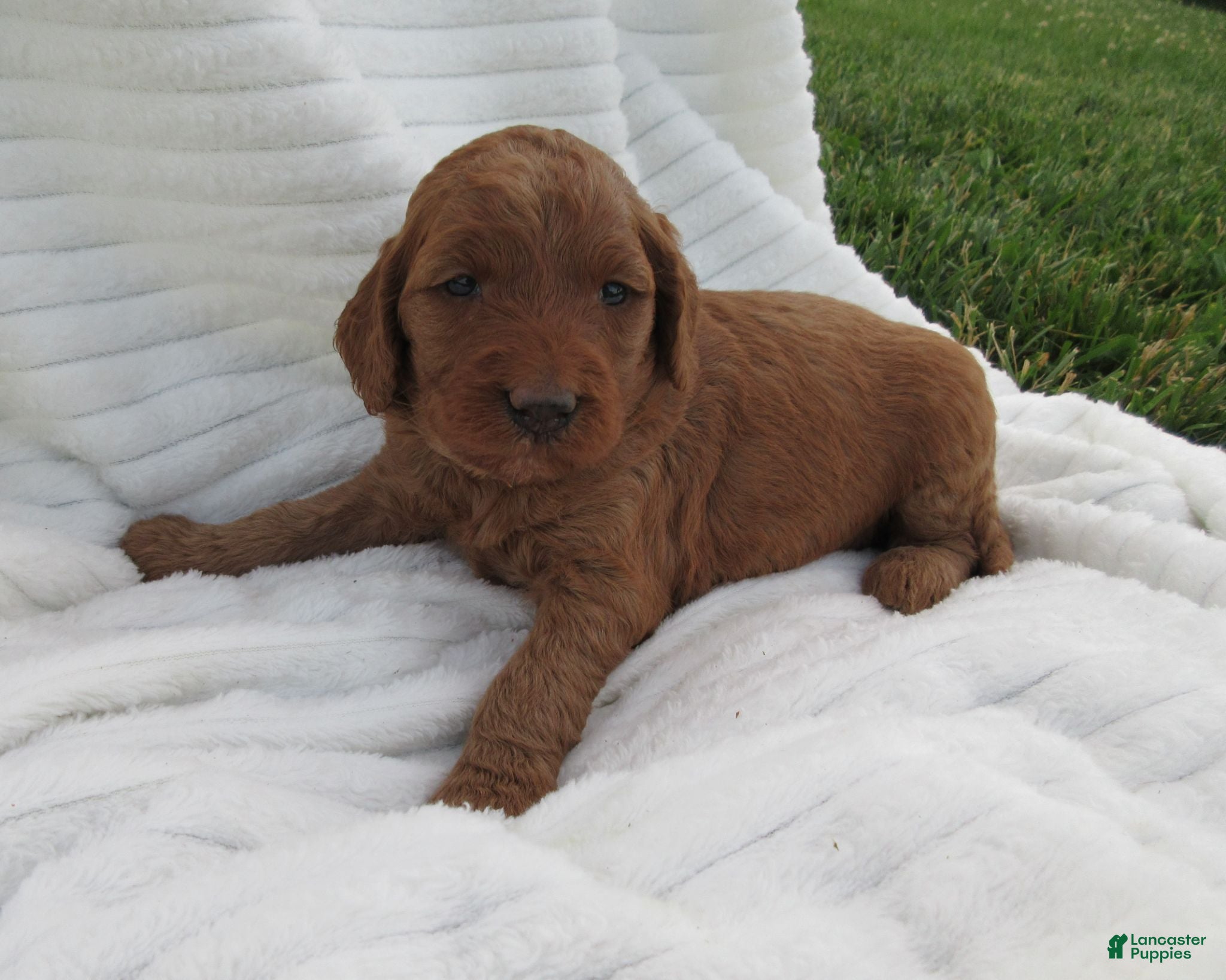 Goldendoodle dogs Amber - Ad 1