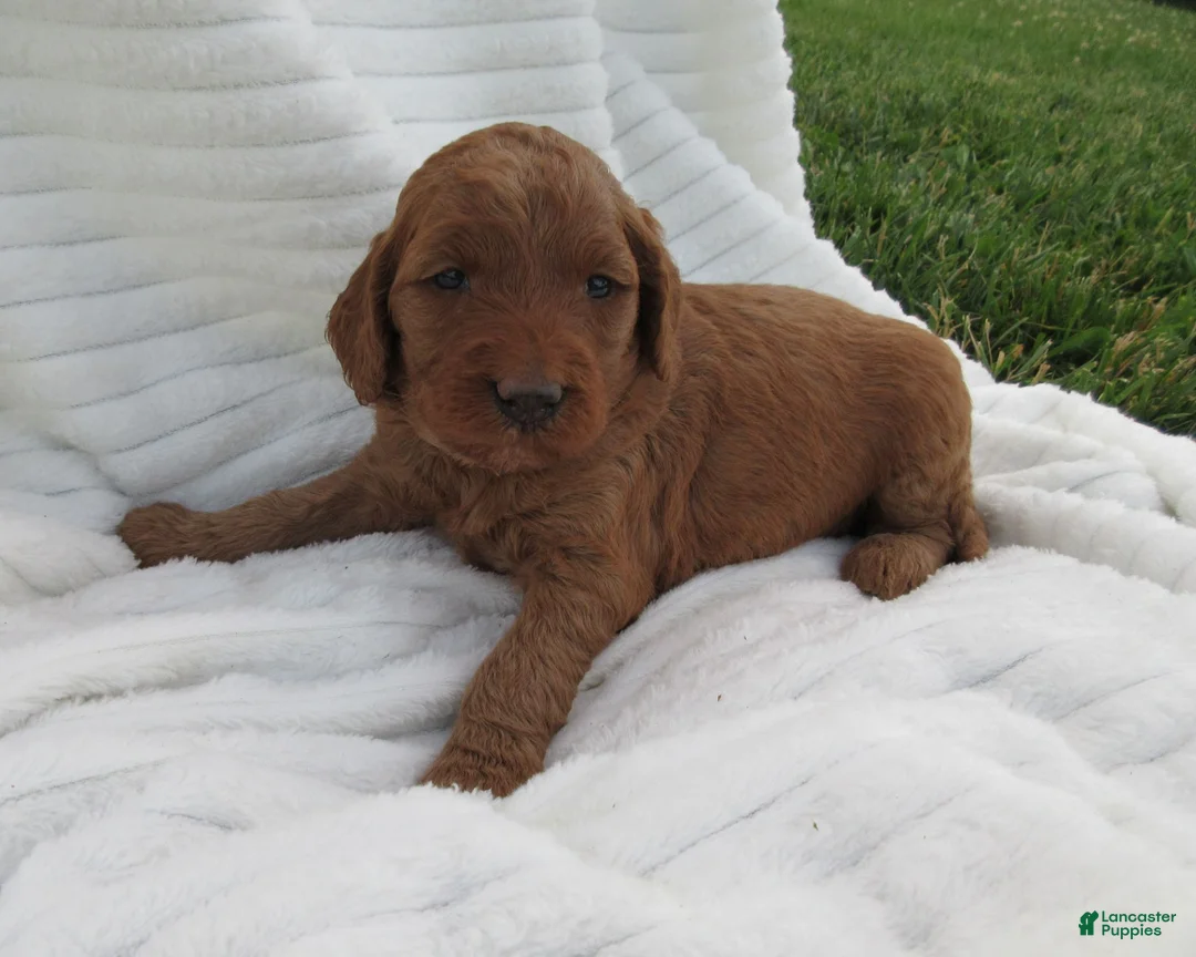 Goldendoodle dogs for sale: Amber - Ad 1
