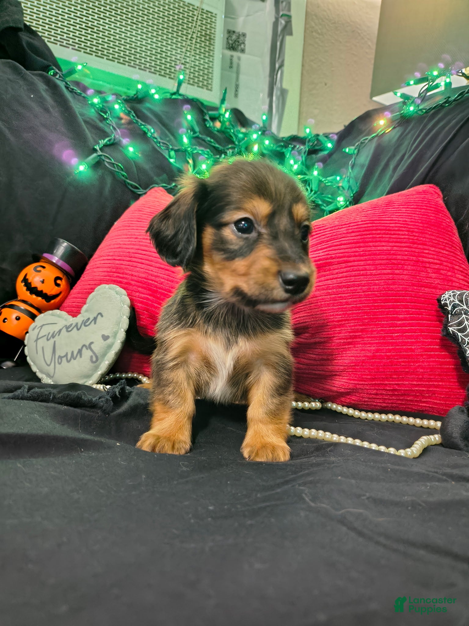 Miniature Dachshund dogs Miniature Dachshund 2 - Ad 2