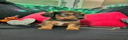 Miniature Dachshund dogs for sale: Miniature Dachshund 2 - Ad 2