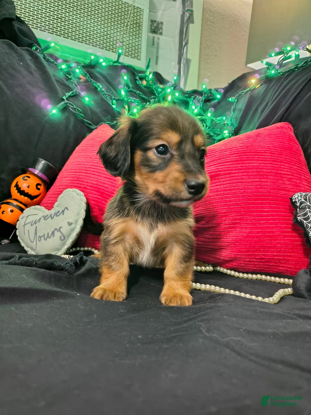Miniature Dachshund dogs for sale: Miniature Dachshund 2 - Ad 2