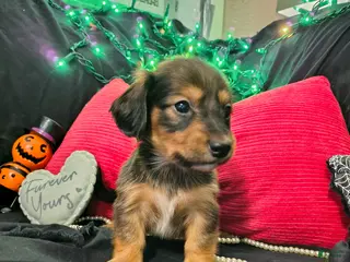 Miniature Dachshund dogs Miniature Dachshund 2 - Ad 2