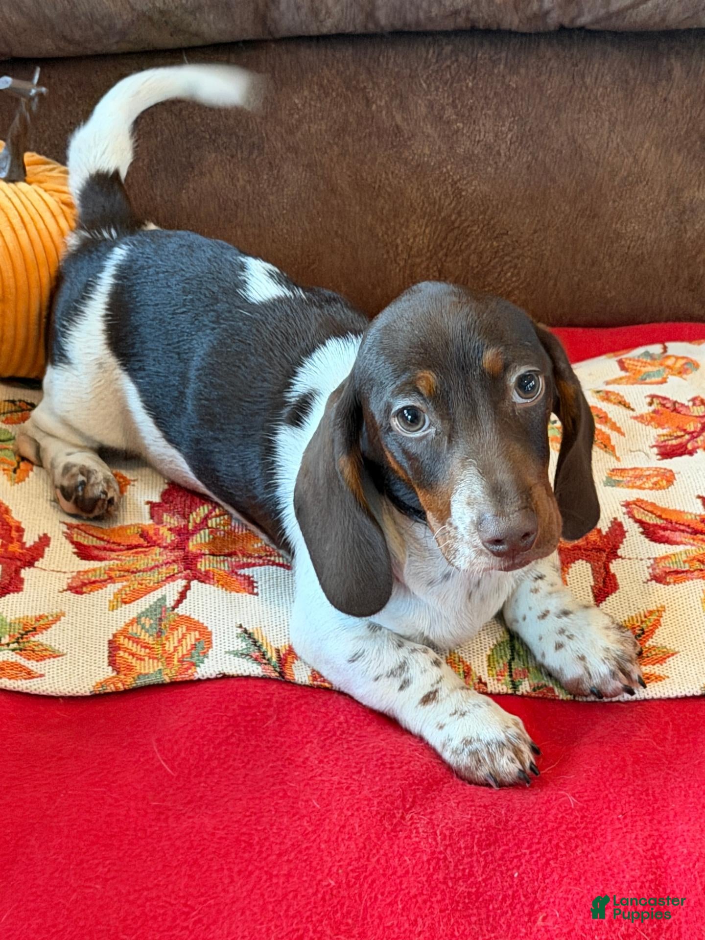Miniature Dachshund dogs John - Ad 36