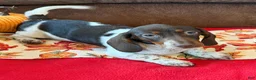 Miniature Dachshund dogs for sale: John - Ad 1